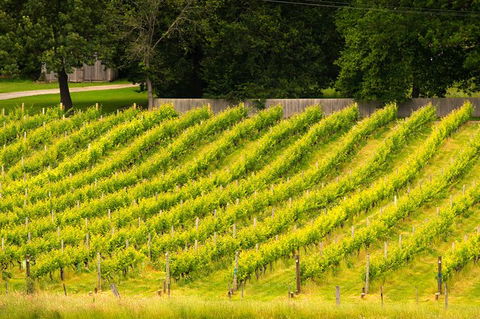 All Inclusive Wine Tour Up The Derwent Valley Hobart: Local Wines & Cheeses - Accommodation ACT 3