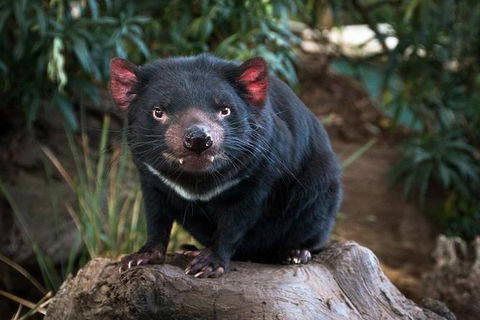 Highlights Of Tasmania Premium Small Group 7 Days Touring Package - Accommodation ACT 9