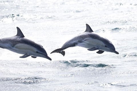 Highlights Of Tasmania Premium Small Group 7 Days Touring Package - Accommodation ACT 1