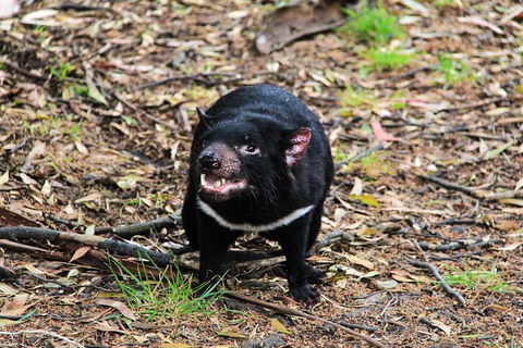 4-Day Fabulous Tasmania Tour: Wineglass Bay, Port Arthur, Devils & Bruny Island - Accommodation ACT 4