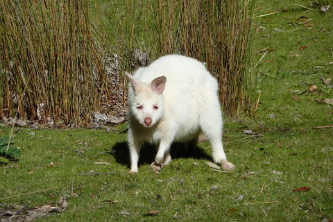 4-Day Fabulous Tasmania Tour: Wineglass Bay, Port Arthur, Devils & Bruny Island - Accommodation ACT 2