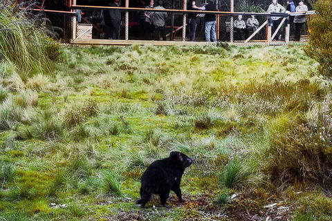 1-Hour Tasmanian Devil Feeding Day Tour At Cradle Mountain - Accommodation ACT 4