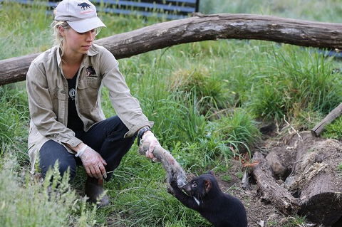1-Hour Tasmanian Devil Feeding Day Tour At Cradle Mountain - Accommodation ACT 0