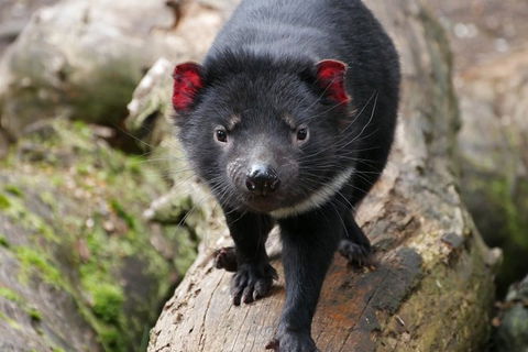 1-Hour Tasmanian Devil Feeding Day Tour At Cradle Mountain - Accommodation ACT 1