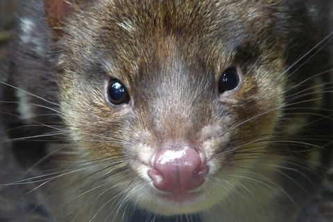 1-Hour Tasmanian Devil Feeding Day Tour At Cradle Mountain - Accommodation ACT 2