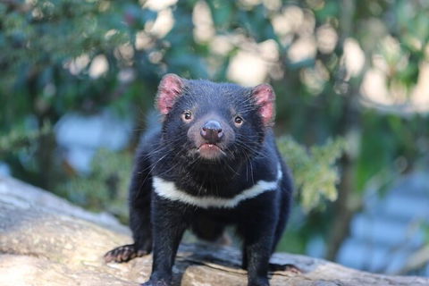 1-Hour Tasmanian Devil Feeding Day Tour At Cradle Mountain - Accommodation ACT 5