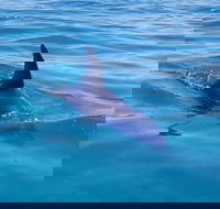 Dolphin and Seal Watching Eco Boat Cruise Mornington Peninsula - Accommodation ACT