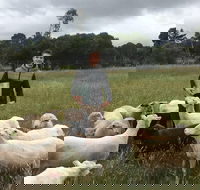 Feed the Animals at Heritage Farm - Accommodation ACT