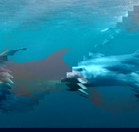 Private 2 Hour Dolphin and Seal Swim Mornington Peninsula - Accommodation ACT