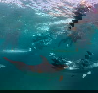 Half-Day Mornington Peninsula Dolphin and Seal Swim from Sorrento - Accommodation ACT