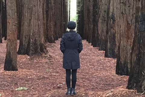 Private Aqueduct To California Redwoods Hiking Tour - Accommodation ACT 1