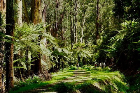 Private Aqueduct To California Redwoods Hiking Tour - Accommodation ACT 2