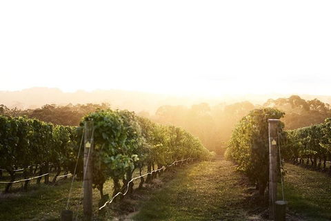 Mornington Peninsula 2-6 Guests Lunch Rare Hare Or Merricks General Wine Store - Accommodation ACT 2