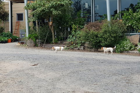 Yarra Valley Wineries And Rayners Orchard Tour From Melbourne - Accommodation ACT 23