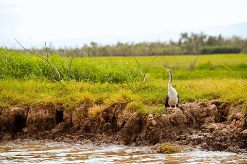 Darwin City Sights And Jumping Crocodile Cruise - Accommodation ACT 5