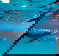 Life on Ningaloo Swimming Tour in Exmouth - Accommodation ACT
