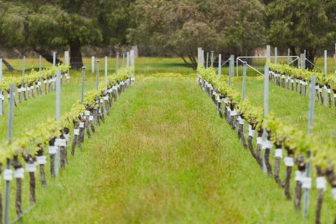 Organic Vineyard/Farm Tour - Accommodation ACT 4