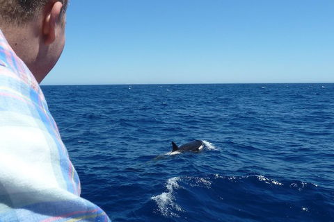 Full-Day Killer Whale Expedition From Albany - Accommodation ACT 1