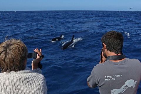 Full-Day Killer Whale Expedition From Albany - Accommodation ACT 2