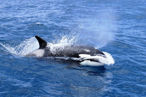 Full-Day Killer Whale Expedition From Albany - Accommodation ACT 3