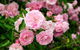 Botanical Gardens, Winery And Scenic Full Day Tour - thumb 0