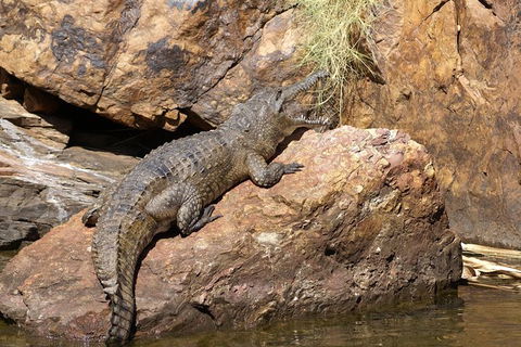 Ord River Experience With Riverside Lunch - Accommodation ACT 2