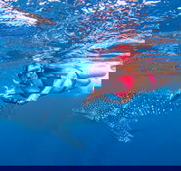 Full-Day Whale Sharks Swimming Experience on Ningaloo Reef - Accommodation ACT
