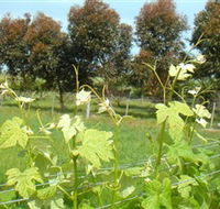 Barwon Ridge Wines - Accommodation ACT