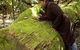 Washpool National Park - Washpool Walk - thumb 0