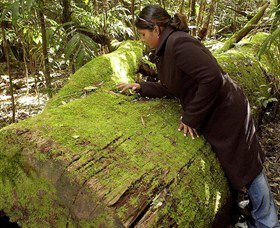 Washpool National Park - Washpool Walk - Accommodation ACT 0