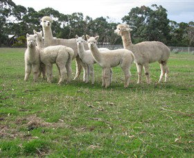 Blackgate Lodge Alpaca Stud - Accommodation ACT 0