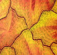 Red Desert Dreamings - Accommodation ACT