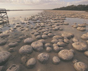 Lake Clifton Thrombolites - Accommodation ACT 0