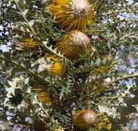 Woylie Walk Dryandra Woodland - Accommodation ACT