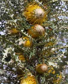 Woylie Walk, Dryandra Woodland - Accommodation ACT 0