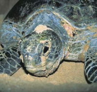 Turtle Nesting Season - Accommodation ACT