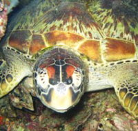 Adrenalin Snorkel and Dive - Accommodation ACT