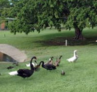 Anzac Park and Ululah Lagoon - Accommodation ACT