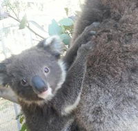 West Oz Wildlife Petting Zoos - Accommodation ACT