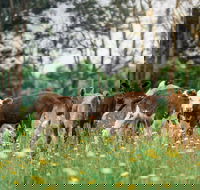 Farmgate Festival - Accommodation ACT