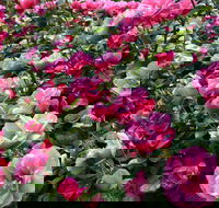 2020 Woolmers Estate Festival of Roses - Accommodation ACT