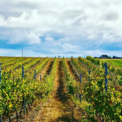 Peter Teakle Wines - Accommodation ACT 1