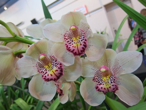 Sapphire Coast Orchid Club Winter Orchid Show - Accommodation ACT 1