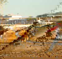 Walgett Charity Bushman's Carnival Rodeo and Campdraft - Accommodation ACT