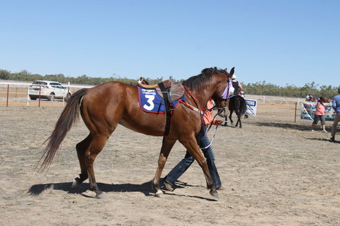 Annual Prairie Races - Accommodation ACT 2