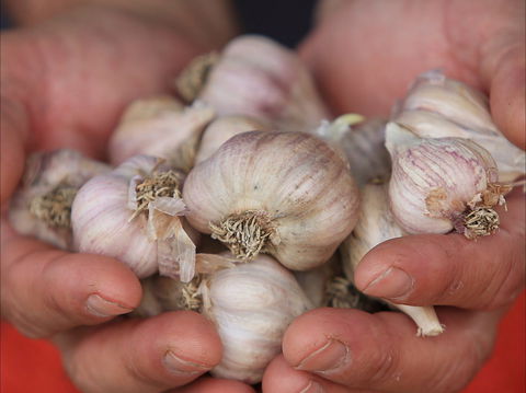 Armidale Farmers' Market - Accommodation ACT 0