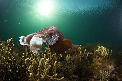 Cuttlefish Diving & Snorkeling EVERYDAY May -August - Accommodation ACT 0