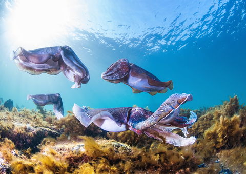 Cuttlefish Diving & Snorkeling EVERYDAY May -August - Accommodation ACT 2