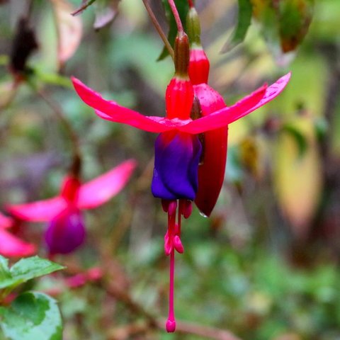 Friends Of Tindale Garden Monthly Plant Sales - Accommodation ACT 0