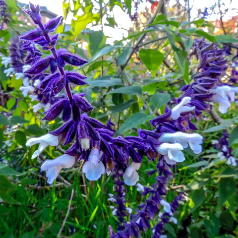 Friends Of Tindale Garden Monthly Plant Sales - Accommodation ACT 1